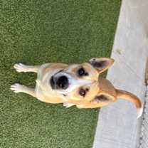 Thumbnail photo of Pelican #4