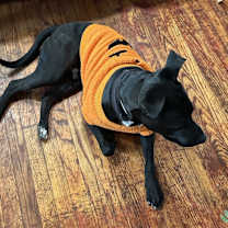 Thumbnail photo of Dutch #1