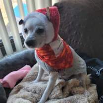 Thumbnail photo of Jazz #1