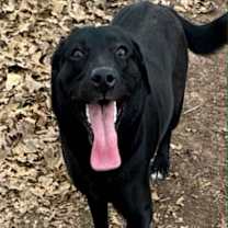 Thumbnail photo of Lila #1