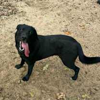 Thumbnail photo of Lila #4