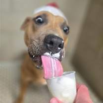 Thumbnail photo of Achilles #4