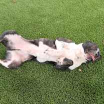 Thumbnail photo of Mason #2