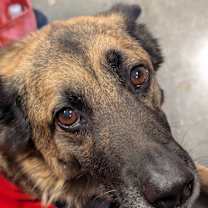 Thumbnail photo of Taylor #1