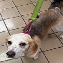 Thumbnail photo of Dolly #2