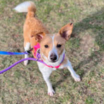 Thumbnail photo of Zelda #2