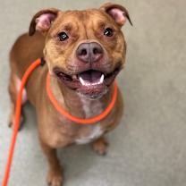 Thumbnail photo of Ryder #1