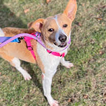 Thumbnail photo of Zelda #4