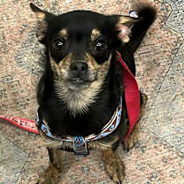 Thumbnail photo of Benji #1