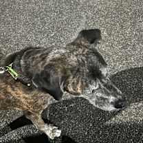 Thumbnail photo of Sunny #2