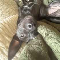 Thumbnail photo of Henny Henster #3