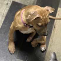 Thumbnail photo of Dixie #2