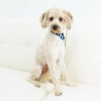 Thumbnail photo of Stanley #1