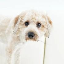 Thumbnail photo of Stanley #3