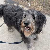 Thumbnail photo of King Terrien #4