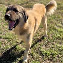 Thumbnail photo of Ray #1