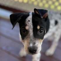 Thumbnail photo of Cookie Two Step 12-4-25 #1