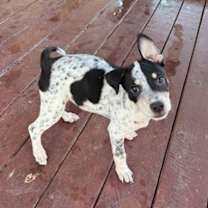 Thumbnail photo of Cookie Two Step 12-4-25 #2