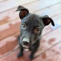 Thumbnail photo of Gooey Butter Cake 12-4-25 #1