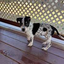 Thumbnail photo of Cookie Two Step 12-4-25 #3