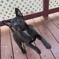 Thumbnail photo of Root Beer Float 12-4-25 #2