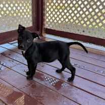 Thumbnail photo of Gooey Butter Cake 12-4-25 #3