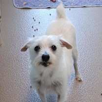 Thumbnail photo of Lil Buddy #1