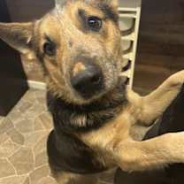 Thumbnail photo of VINCENT #1