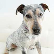 Thumbnail photo of Junebug #1