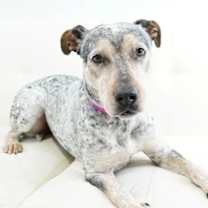 Thumbnail photo of Junebug #2