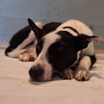 Thumbnail photo of CAIMI 4346 #1