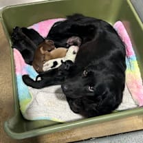 Thumbnail photo of Nyx 7466 #2