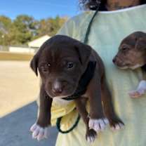 Thumbnail photo of CADELL 9557 #2