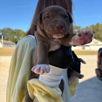 Thumbnail photo of CALIX 0666 #2