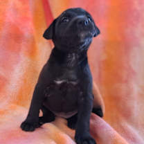 Thumbnail photo of CAIA 6929 #3