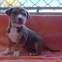 Thumbnail photo of CADEE 0788 #3