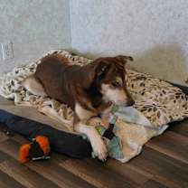 Thumbnail photo of Albus JuM #1