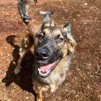 Thumbnail photo of Zeke #3