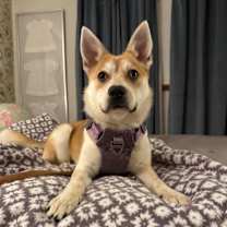 Thumbnail photo of Kona #1