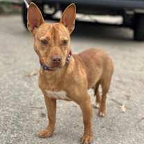 Thumbnail photo of Sugarplum #1