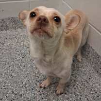 Thumbnail photo of Pony #1