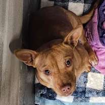 Thumbnail photo of Sugarplum #2