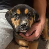 Thumbnail photo of Diesel #1