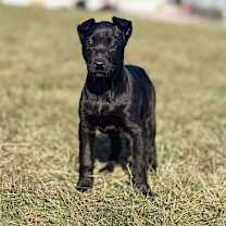 Thumbnail photo of Elfie #1