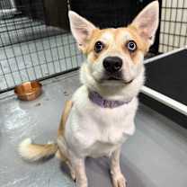 Thumbnail photo of Kona #3