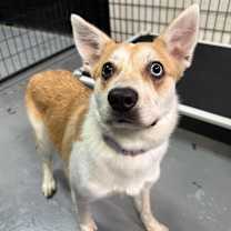 Thumbnail photo of Kona #4