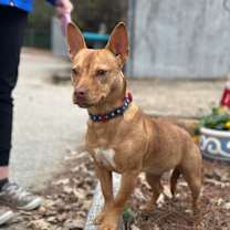 Thumbnail photo of Sugarplum #3