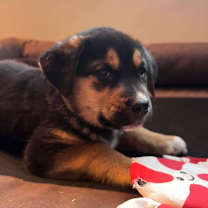 Thumbnail photo of Diesel #2