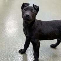 Thumbnail photo of Elfie #2