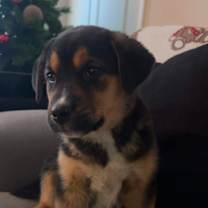 Thumbnail photo of Diesel #3